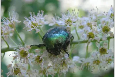Natureza
