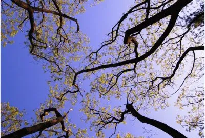 Natureza