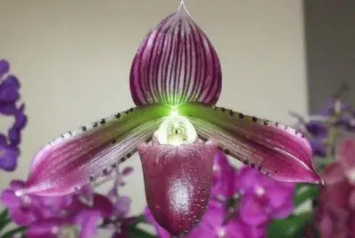 o