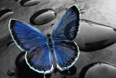 Imagenes
