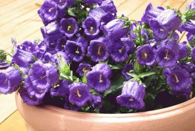 Purple Bell Flowers