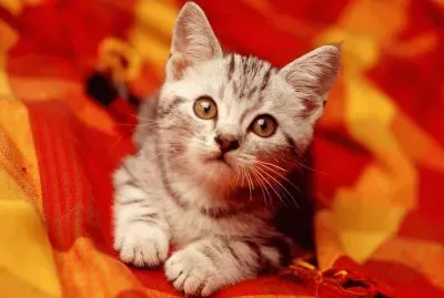 פאזל של gatito dorado
