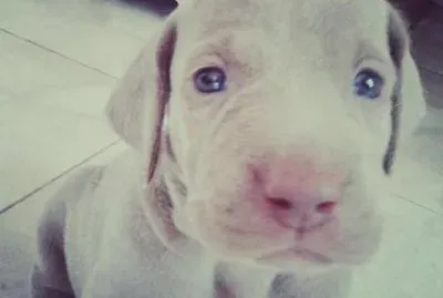 פאזל של perro weimaraner