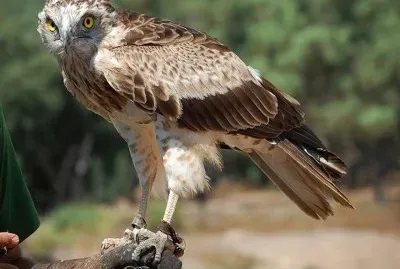 Ãguila culebrera europea