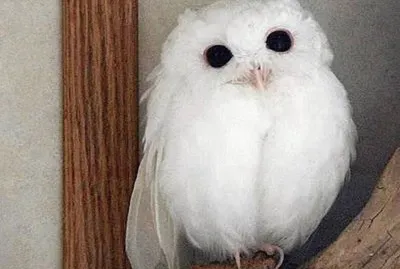 Buho albino