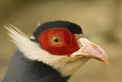 FaisÃ¡n orejudo azul