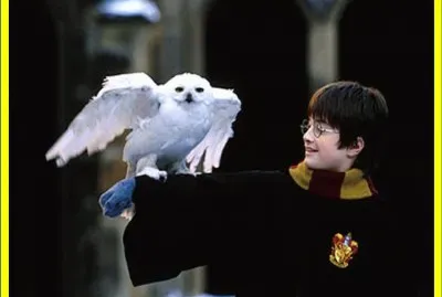 Harry Potter y su bÃºho nival