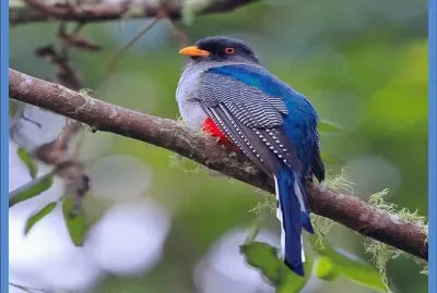 Quetzal Azul