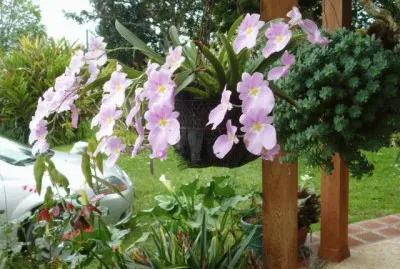 Jardin 1