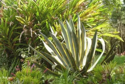 Jardin 10