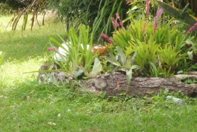 Jardin 11