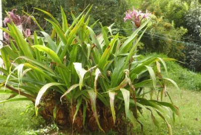 Jardin 25