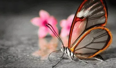 Imagenes jigsaw puzzle