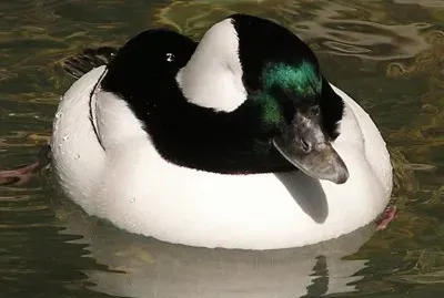 Bufflehead