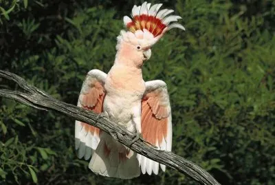 CacatÃºa inca rojigualda