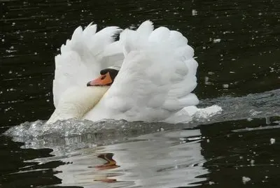 Cisne blanco