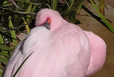 SnoozingÂ Lesser Flamingo