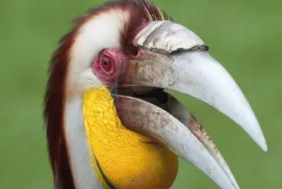 Tockus hembra - Bali