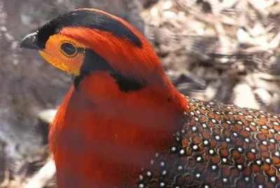 TragopÃ¡n de Cabot - China