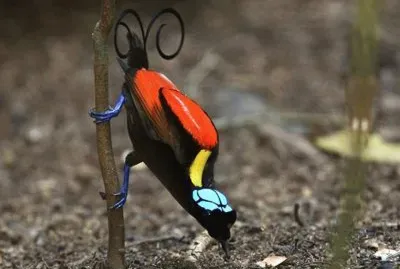 Wilson Ave del paraÃ­so