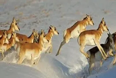 Pronghorn on the move - Colorado