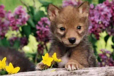 פאזל של perrito
