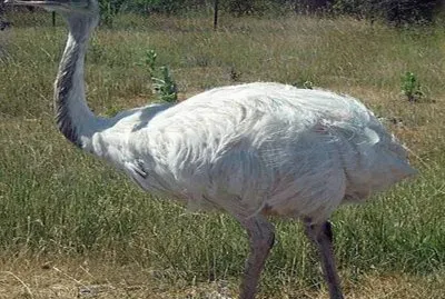 Avestruz albino jigsaw puzzle