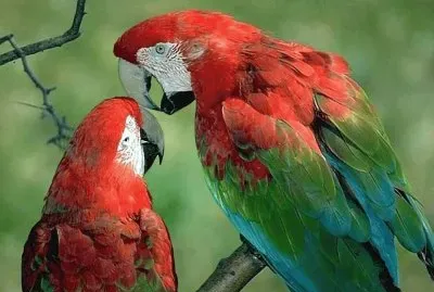 Papagallos jigsaw puzzle