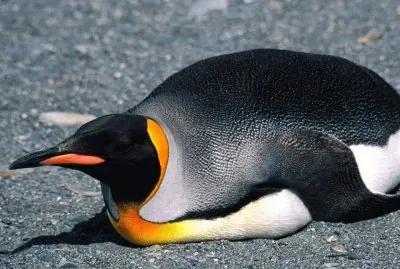 Pinguino jigsaw puzzle