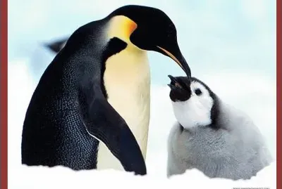 Pinguinos jigsaw puzzle