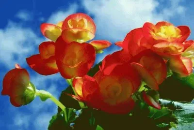 flores jigsaw puzzle