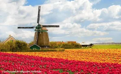 271 Campos de Tulipanes jigsaw puzzle