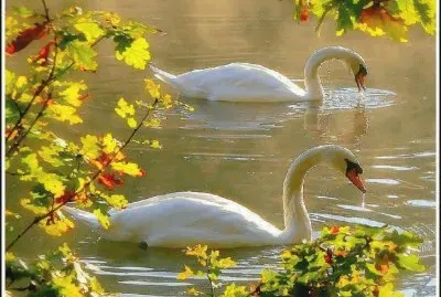 272 Cisnes jigsaw puzzle