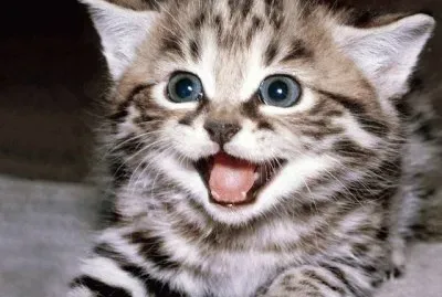 פאזל של Gatico