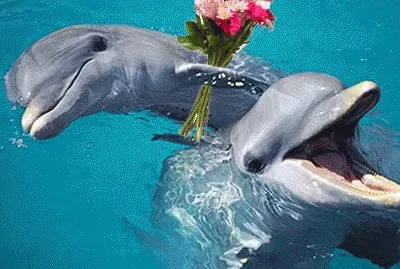 פאזל של delfines
