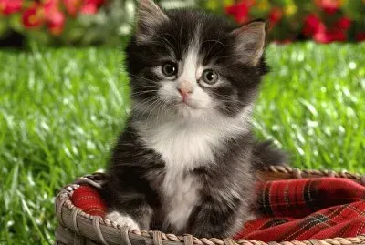 פאזל של Gato