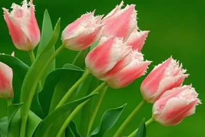 פאזל של Tulipanes