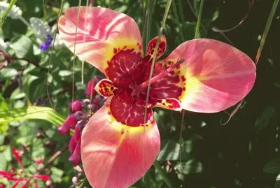 Tigridia