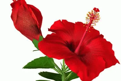 פאזל של Hibiscusa