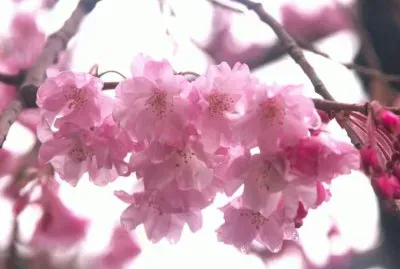 Flor de cerezo