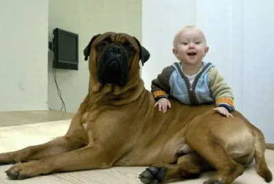 פאזל של mi mascota