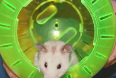 my hammy Mysty R.I.P.