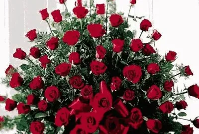 red roses