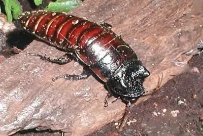 Cucaracha gigante de Madagascar