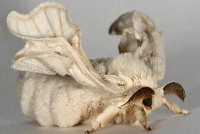 Gusano de Seda - Asia