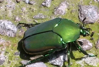 Escarabajo verde