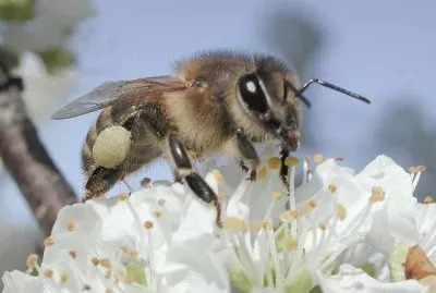 Abeja melÃ­fera jigsaw puzzle
