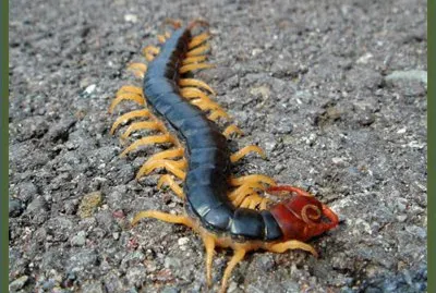 CiempiÃ©s King Mukade  - JapÃ³n