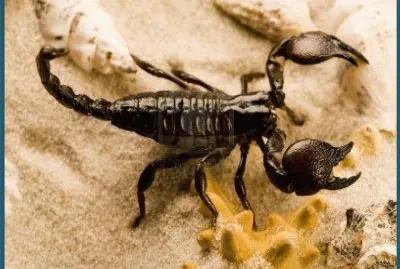 EscorpiÃ³n o alacrÃ¡n