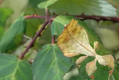 Insecto hojaÂ - AmÃ©rica del Sur